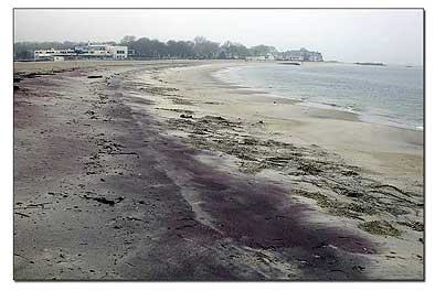 Black sand beach picture