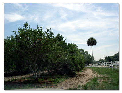 Florida Orang Orchard