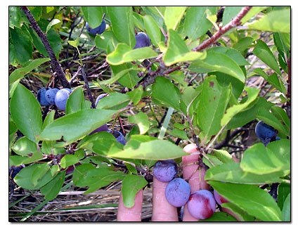 Island Beach Plums